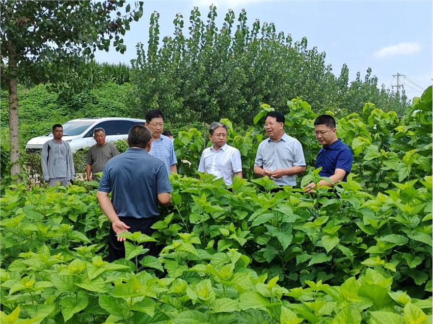 国家蚕桑产业技术体系首席科学家代方银教授考察指导我省蚕桑产业工作